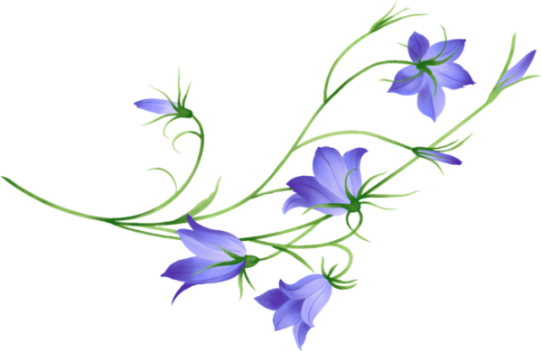 Колокольчик цветок на прозрачном фоне