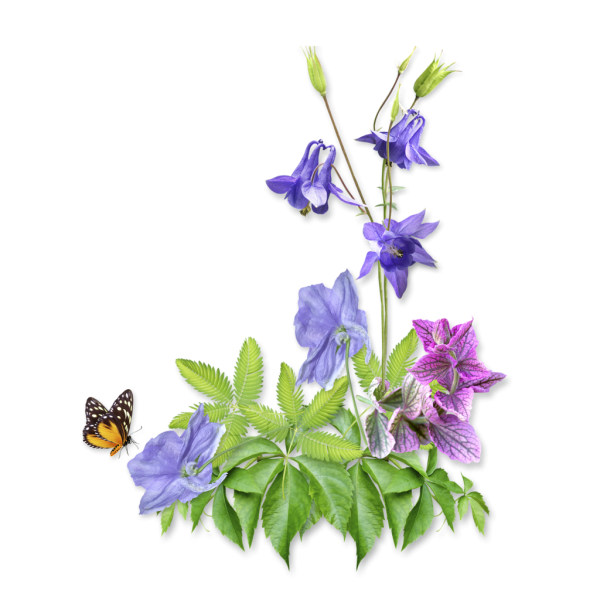 Колокольчики цветы на прозрачном фоне для фотошопа