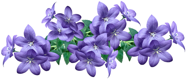 Цветы клипарт