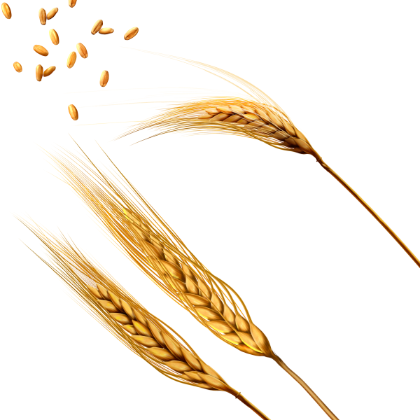 Колосья пшеницы