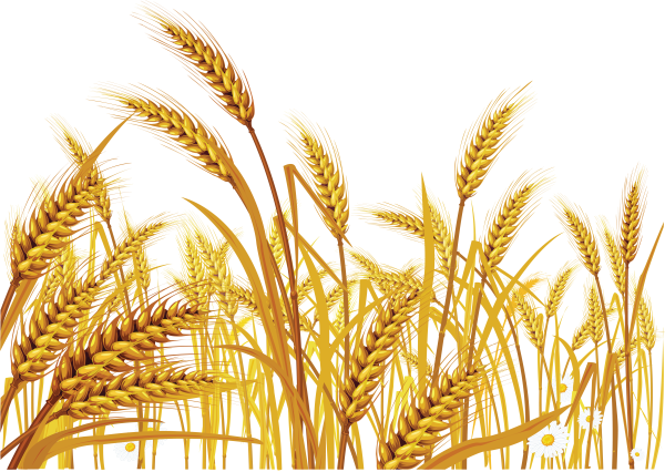 Золотой колосок