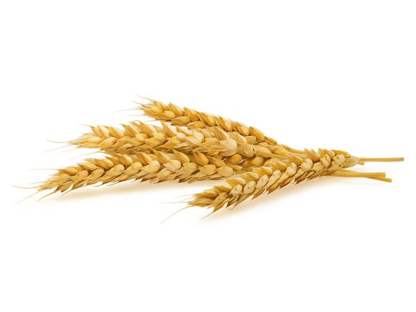 Колоски на белом фоне
