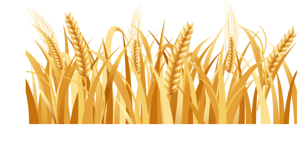 Wheat Barley вектор