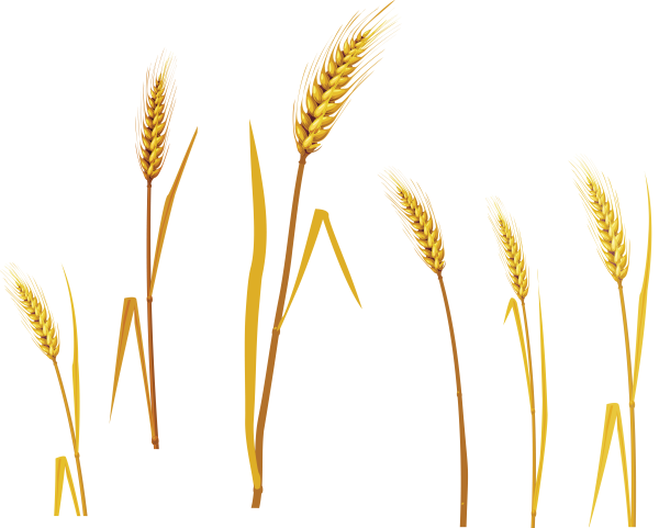 Веточка пшеницы