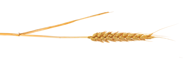 Пшеница на белом фоне