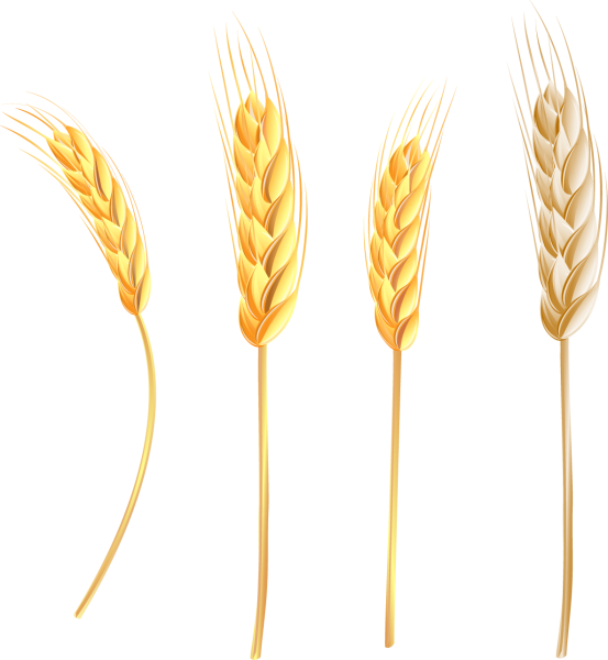 Колосья сбоку