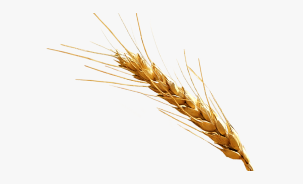Колосья на прозрачном фоне