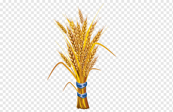 Колосья пшеницы
