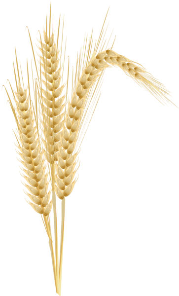 Колосья пшеницы
