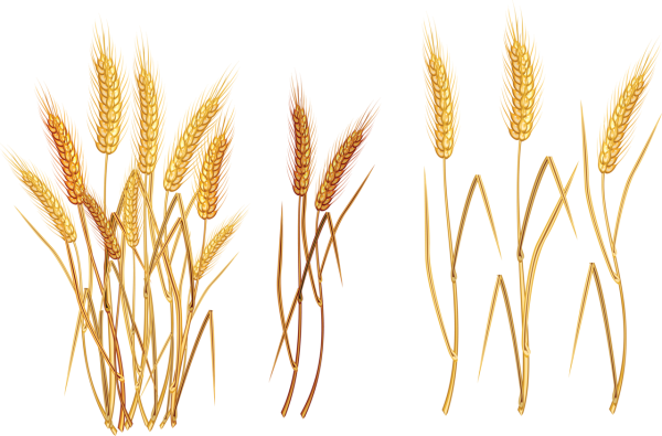 Пшеница на белом фоне