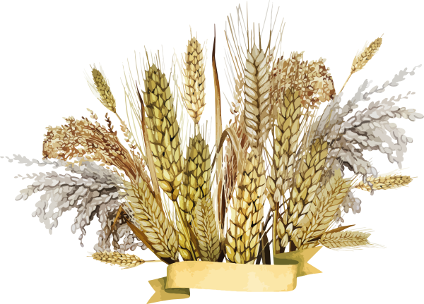 Колосья пшеницы