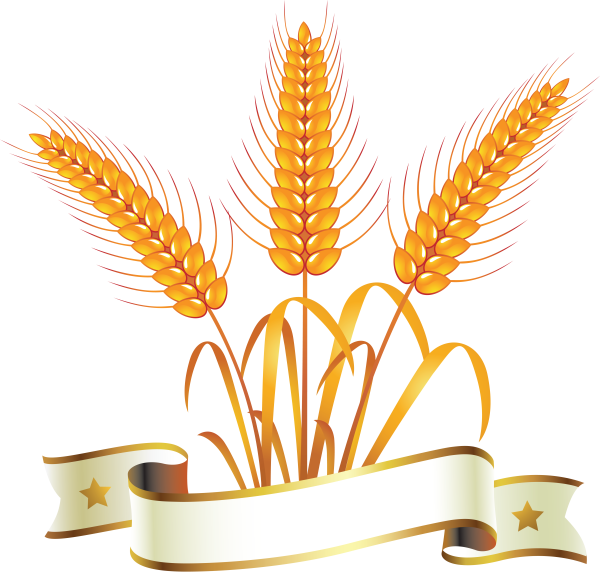 Векторные колоски пшеницы