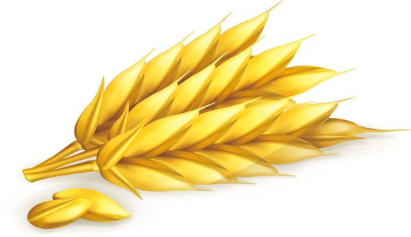 Колосок зерно