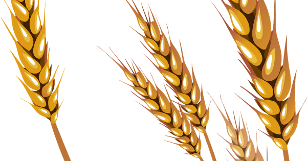 Колосок пшеницы для детей