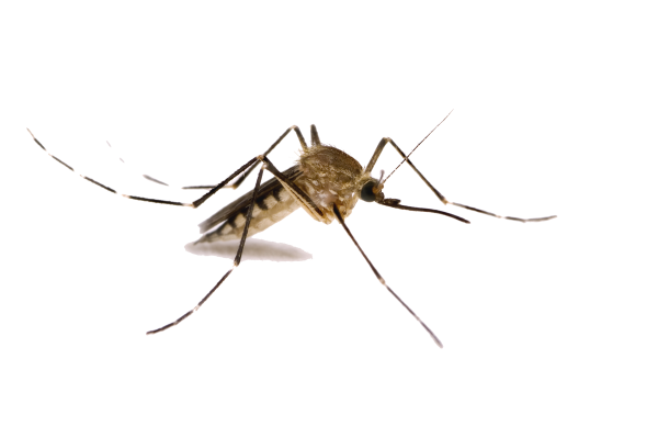 Комар Aedes