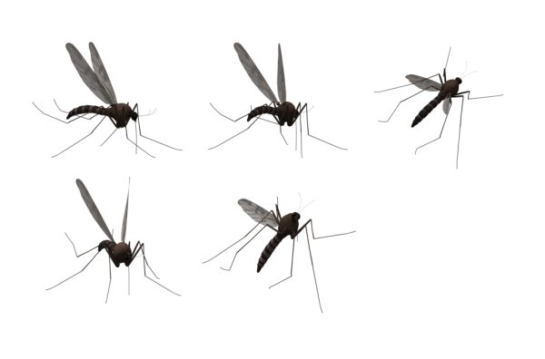 Мошка на белом фоне