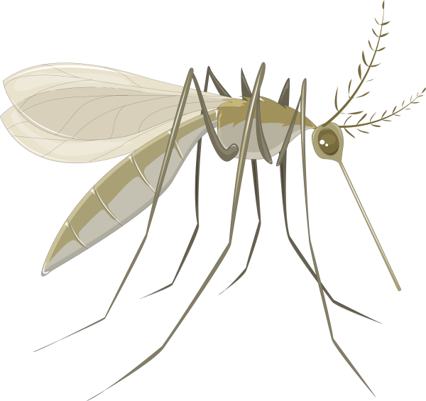 Комар на прозрачном