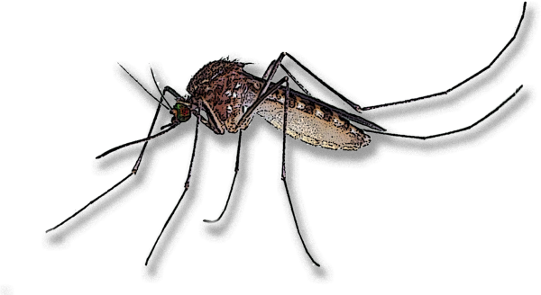 Комар на прозрачном фоне