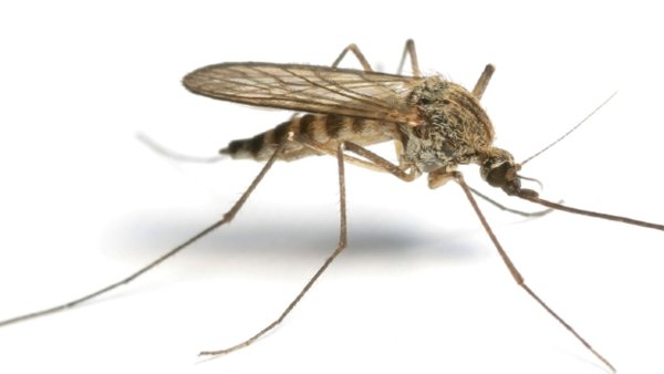 Комар без фона