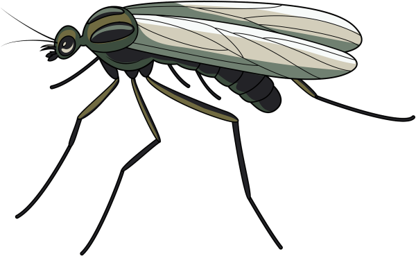 Комар для дошкольников