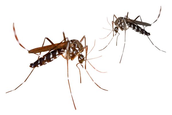 Комар для детей