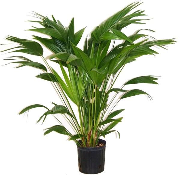 Дипсис хамедорея