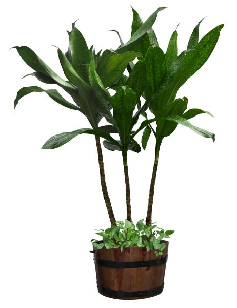 Растение в горшке на прозрачном фоне