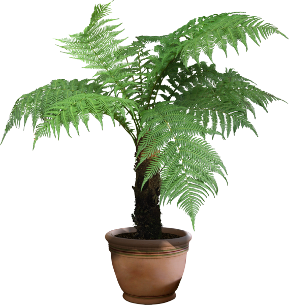 Пальмы комнатные растения папоротник