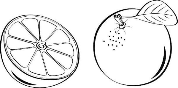Апельсин для детей черно белая