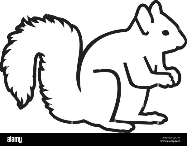 Белка по контуру