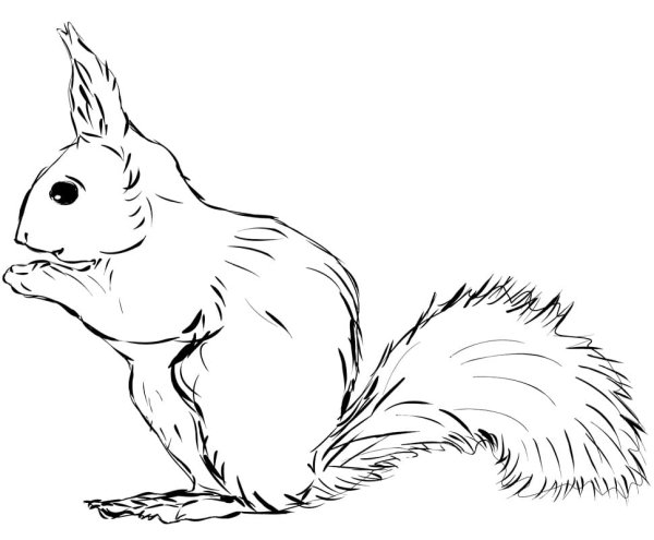 Раскраска Белочка