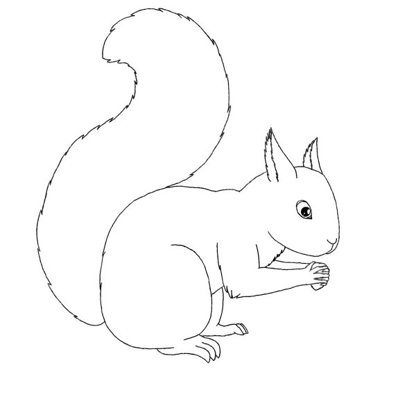Белка рисунок сбоку хвост белки