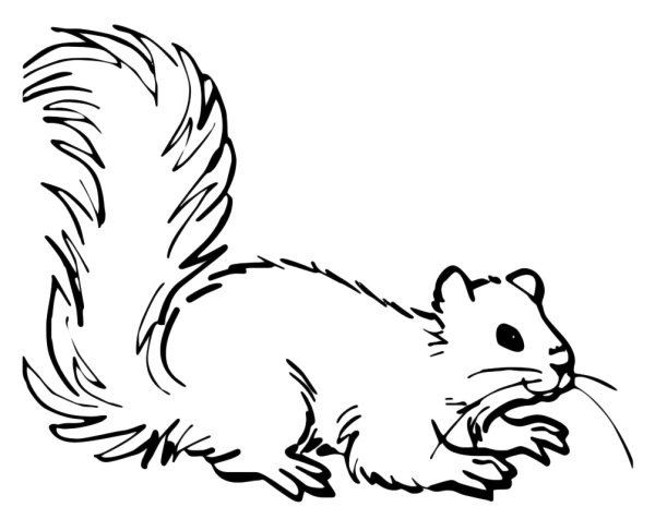 Белочка раскраска для малышей