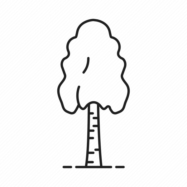 Контур березы для аппликации