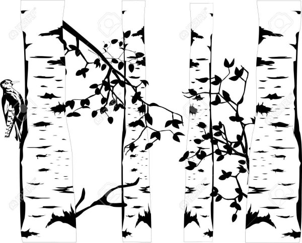 Береза на прозрачном фоне черно-белая