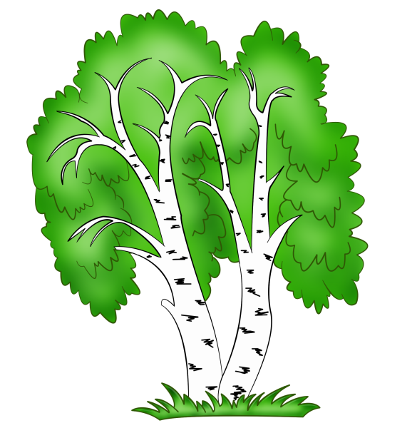 Береза рисунок