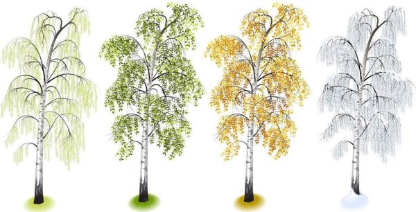 Береза в Разное время года