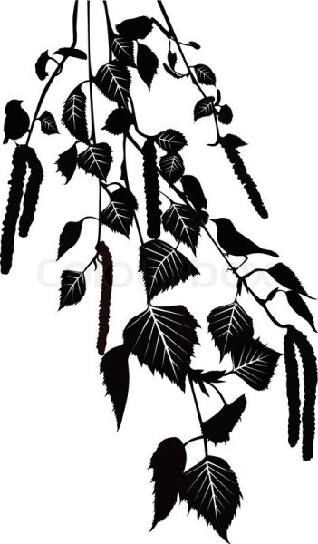 Береза Графика