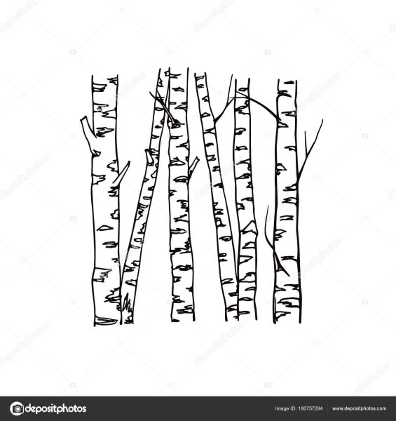 Ствол березы без листьев