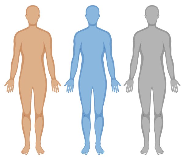 Тело человека вектор
