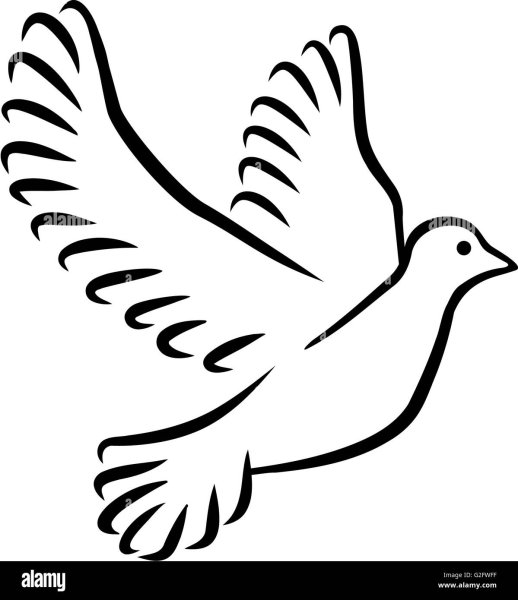 Белый голубь контур