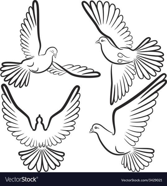 Контур летящего голубя