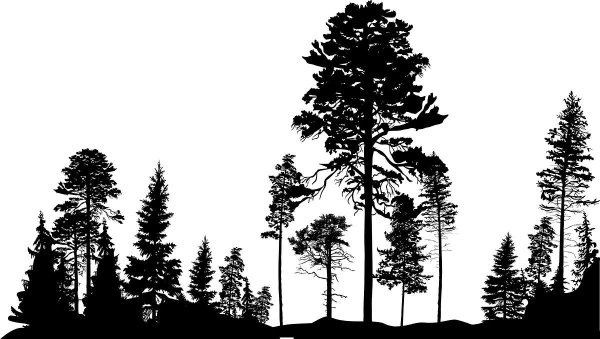 Силуэт сосны