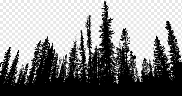 Верхушки деревьев силуэт