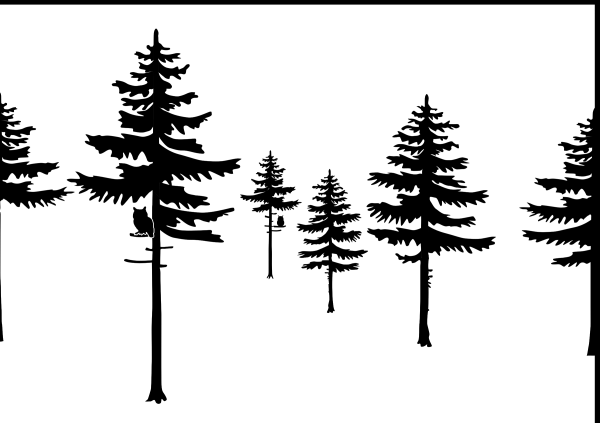 Силуэт сосны