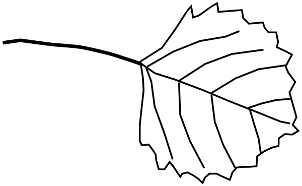 Лист березы рисунок