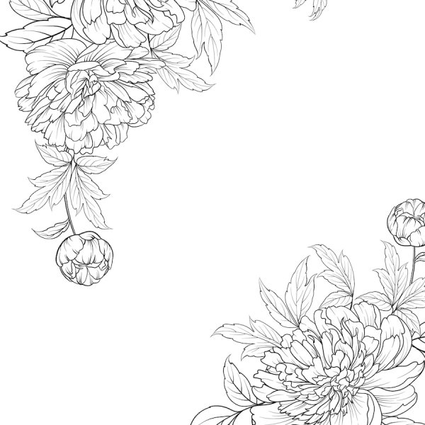 Пионы контур прозрачный фон