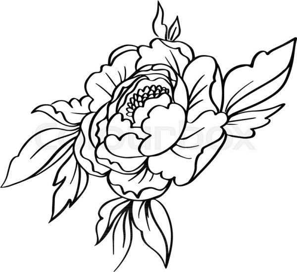 Пионы контур