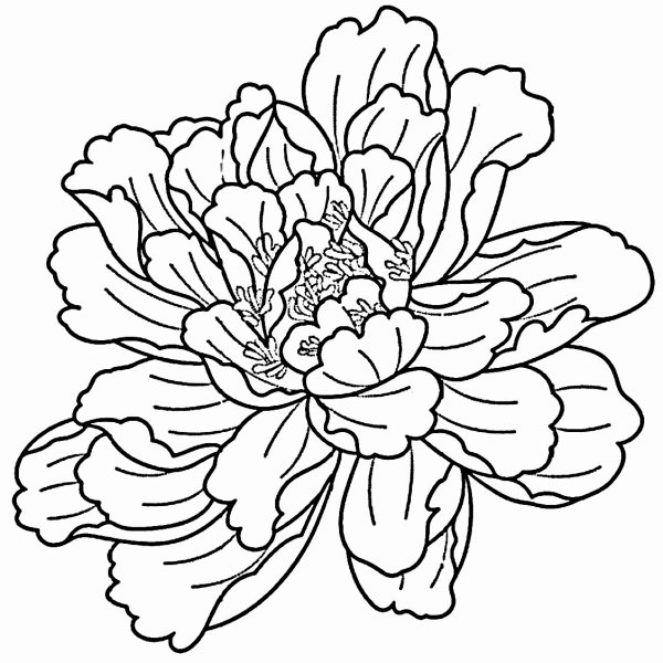 Пион контур сбоку