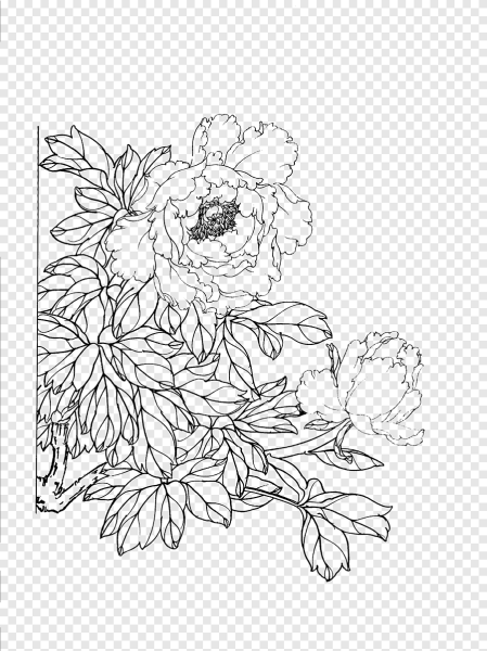 Пионы контур